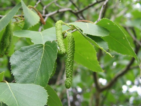 Betula platyphylla var. japonica