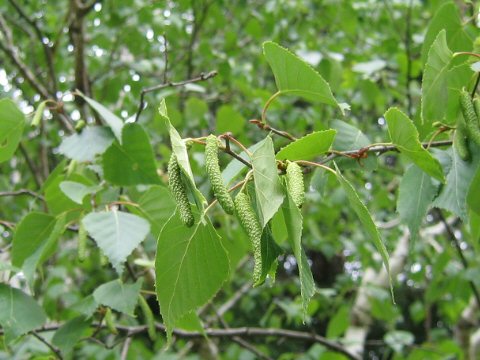 Betula platyphylla var. japonica