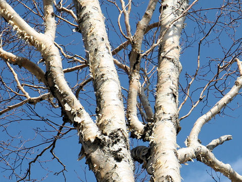 Betula platyphylla var. japonica