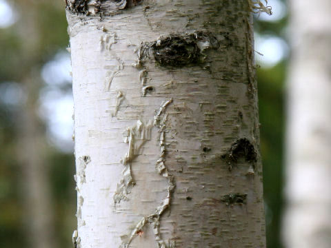 Betula platyphylla var. japonica