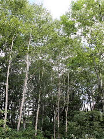 Betula platyphylla var. japonica