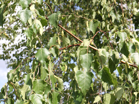 Betula platyphylla var. japonica