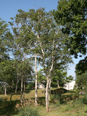 Betula platyphylla var. japonica