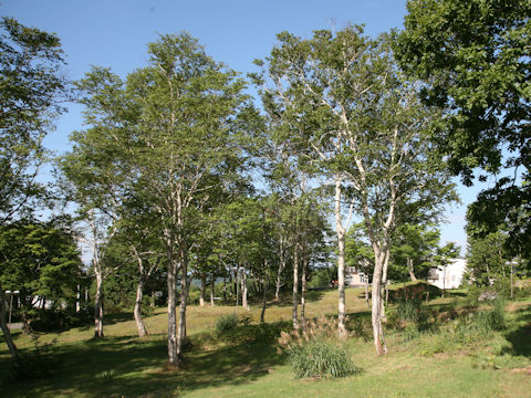 Betula platyphylla var. japonica