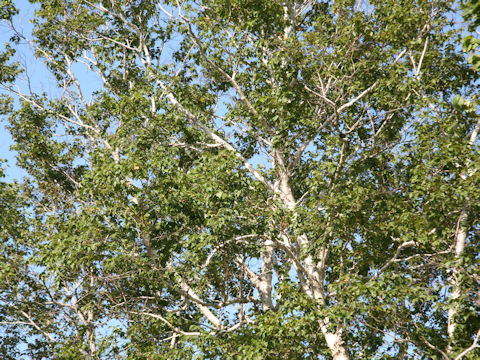 Betula platyphylla var. japonica