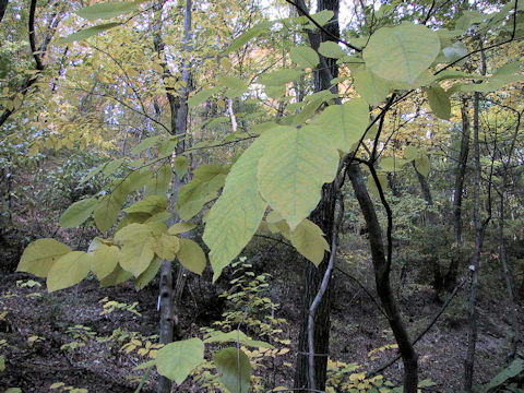 Sapium japonicum