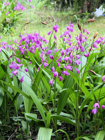 Bletilla striata