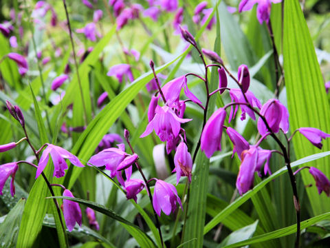 Bletilla striata