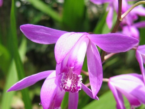 Bletilla striata