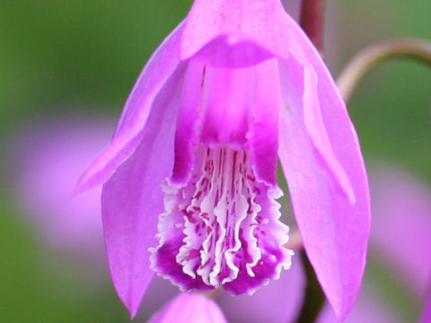 Bletilla striata