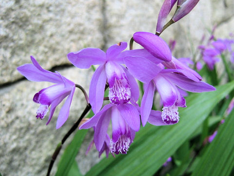 Bletilla striata