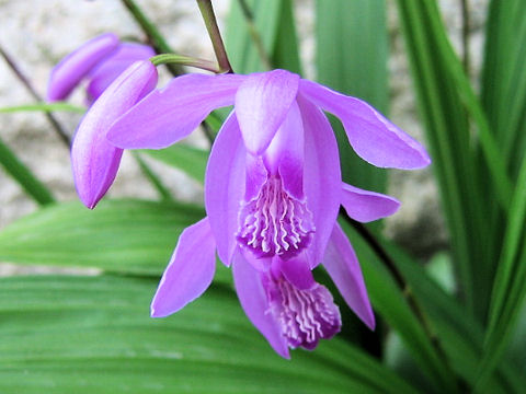 Bletilla striata