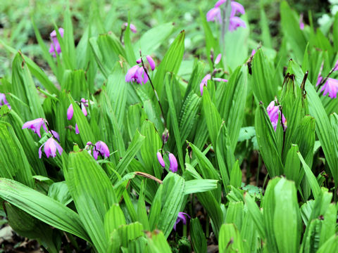 Bletilla striata