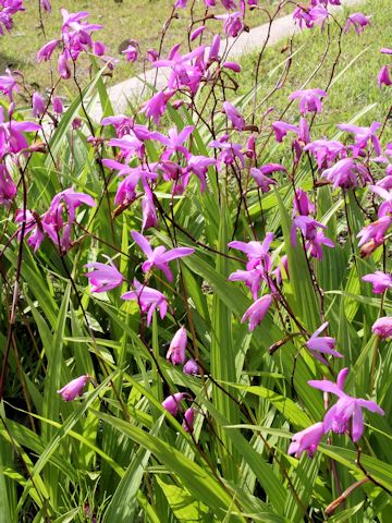 Bletilla striata