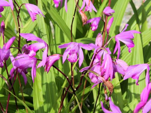 Bletilla striata