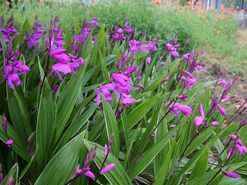 Bletilla striata