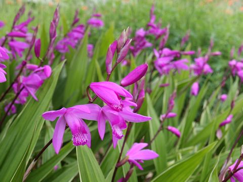 Bletilla striata