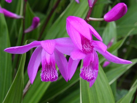 Bletilla striata