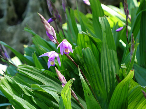 Bletilla striata