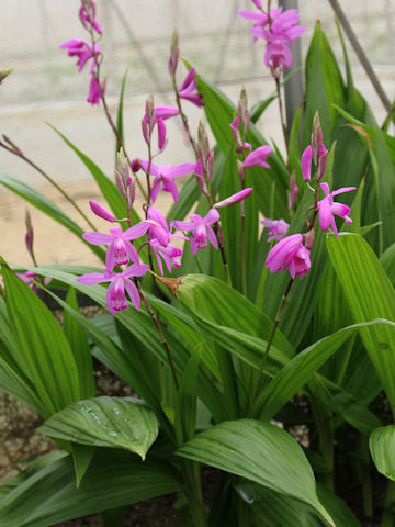 Bletilla striata