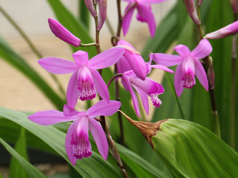 Bletilla striata