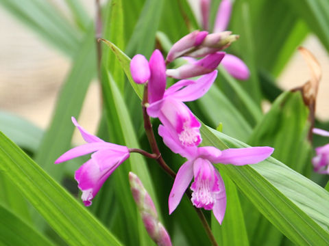 Bletilla striata