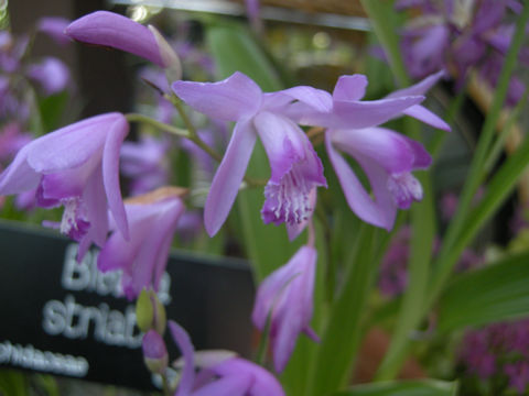 Bletilla striata