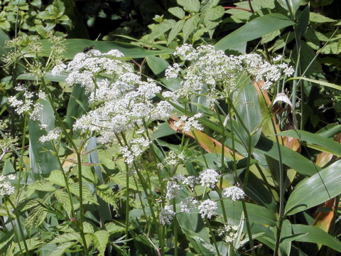 Tilingia ajanensis