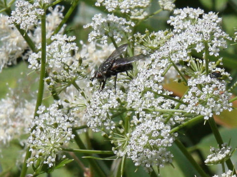 Tilingia ajanensis