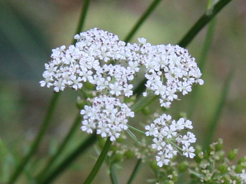 Tilingia ajanensis