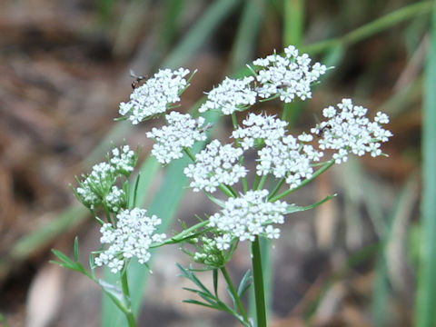 Tilingia ajanensis