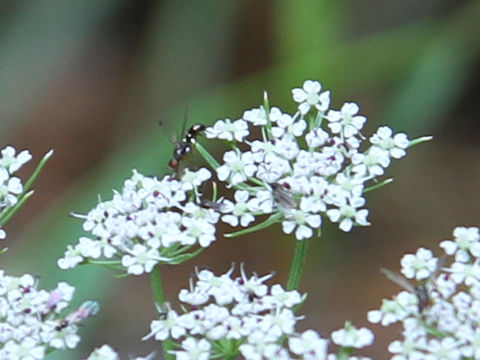 Tilingia ajanensis