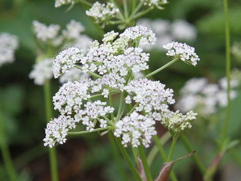 Tilingia ajanensis