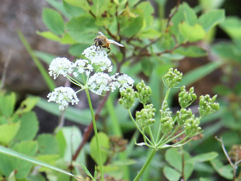 Tilingia ajanensis