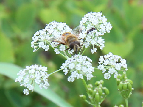 Tilingia ajanensis