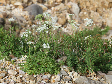 Tilingia ajanensis