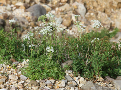 Tilingia ajanensis