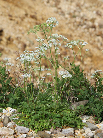 Tilingia ajanensis