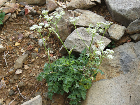 Tilingia ajanensis