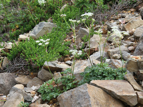 Tilingia ajanensis