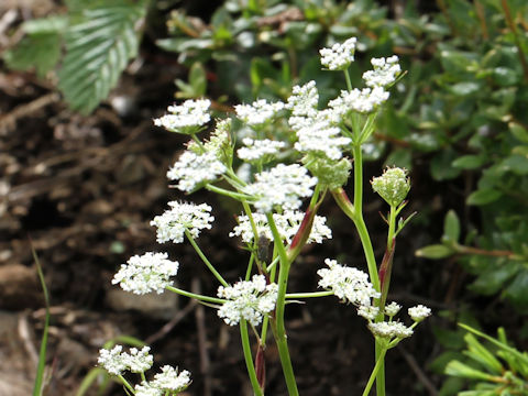 Tilingia ajanensis