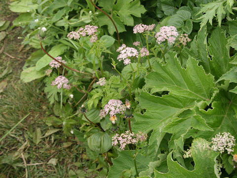 Tilingia ajanensis