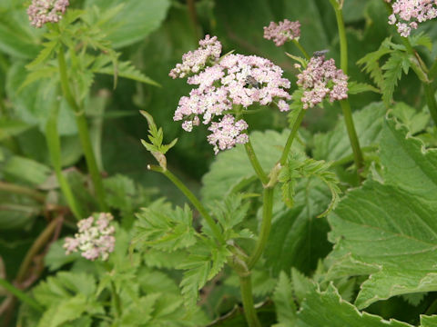 Tilingia ajanensis