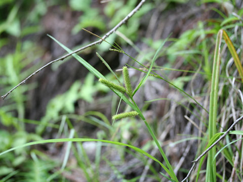 Carex doniana