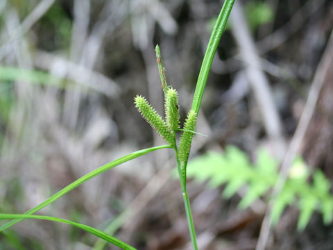 Carex doniana