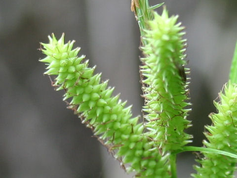 Carex doniana