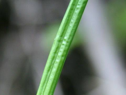 Carex doniana