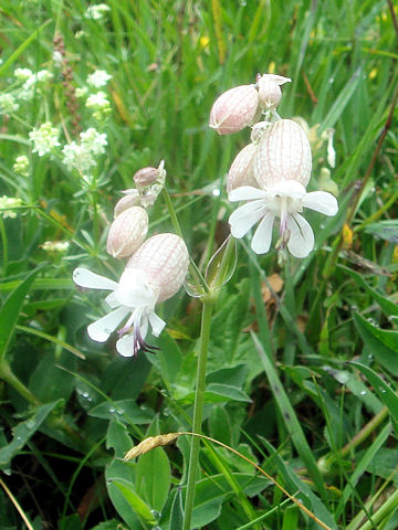 Silene vulgaris