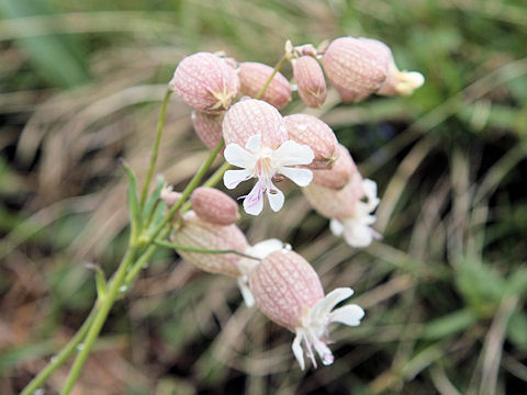 Silene vulgaris