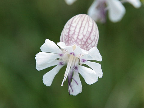 Silene vulgaris